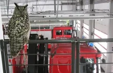 Puchacz uratowany przez strażaków