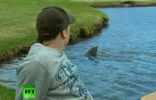 Od kilkunastu lat grupa rekinów żyje w jeziorku na polu golfowym.