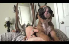 Trzytygodniowy boxer wyje