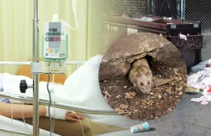 Francja: przykutą do łóżka niepełnosprawną dziewczynkę pogryzły dzikie szczury.