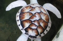 Żółw morski albinos