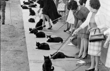 Casting czarnych kotów w Hollywood w 1961r.