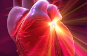 Czy serce posiada skomplikowany system nerwowy i neurony?