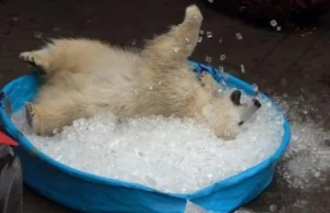 Reakcja niedźwiadka polarnego na basen z lodem