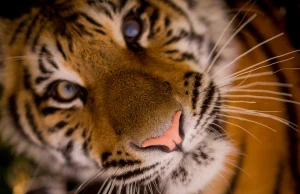 Ciekawe i nieoczywiste fakty na temat tygrysów - kazirodztwo w naturze.