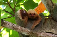 KOSTARYKA: Park Narodowy w Manuel Antonio i leniwce.