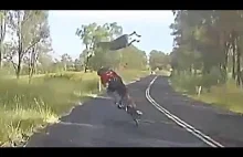 Kangur wpada na rowerzystę w Queensland