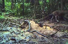 Różnorodna fauna zarejestrowana ukrytą kamerą w regionie Madre de Dios w Peru