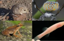 Najciekawsze nowe gatunki zwierząt, które odkryto w 2014 roku