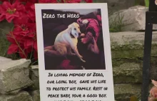 Pies zginął próbując bronić rodzinę przed uzbrojonym napastnikiem