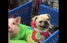 Pigs in baskets