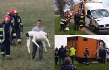 Pogoń strażaków za cielakami po wypadku drogowym!