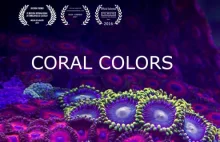 Chromatyczne piękno koralowców