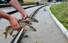 Ryby spłynęły do miasta - ludzie chwytali rękami szczupaki!