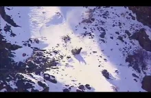 Pantera śnieżna na polowaniu