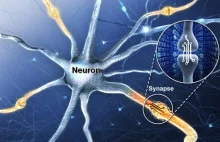 Naukowcy stworzyli urządzenie synaptyczne symulujące funkcję ludzkiego mózgu.