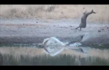 Widowiskowy skok ratujący życie antylopy po ataku krokodyla