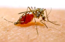 WHO: malarię można wyeliminować, ale będzie to kosztowało