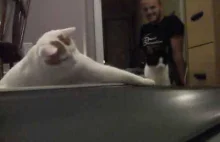 Cats Try to Understand Treadmill