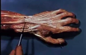 Jak działa nasza ręka [eng]Functional Anatomy of the Hand