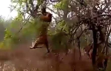 Tygrys usiłuje upolować małpę na drzewie. Zobaczcie jak mu idzie :)