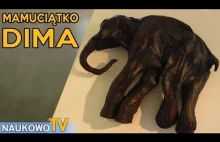 Dima – znalezisko które zapoczątkowało wizję sklonowania mamuta