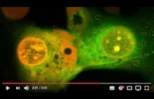 Nanoboty mogą zniszczyć komórki nowotworowe nawet w 60 sekund [eng]