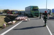 Świnie zablokowały autostradę, 55 nie żyje, 500 uciekło!