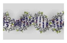 Odkryto nowe funkcje niekodującego DNA