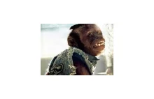 Małpka z Kac Vegas jest nałogowym palaczem