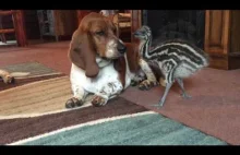 Baby Emu Playing With Basset Hounds