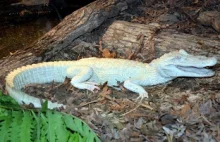 Albino Alligator, czyli biały aligator!