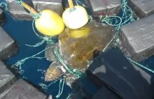 Uratowali żółwia, który był uwięziony między narkotykami (wideo)