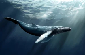 Miliony wielorybów uśmiercone przez ludzi