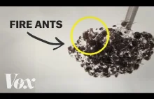 Dziwaczna fizyka mrówek ognistych