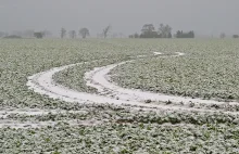 Ubezpieczyciel kontra rolnicy spod Włocławka. Poszło o rzepak, pieniądze i...