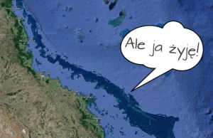 „Wielka Rafa Koralowa umarła”. Niebezpieczna bzdura krąży po internecie