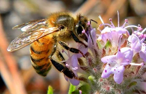 Wymieranie pszczół - co dziesiątej europejskiej grozi wyginięcie