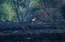 Ogromny pożar koło Krosna Odrzańskiego. Spłonęło ponad 30 hektarów nieużytków