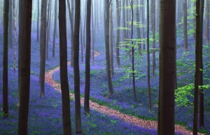 Palcem po mapie: niebieski las Hallerbos w Belgii