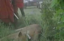 Masajowie, polowanie na lwa