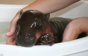 Tak wygląda i zachowuje się 6-dniowy hipopotam karłowaty.