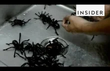 Smażone pajączki prosto z Kambodży - Bugs Cafe