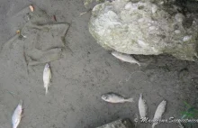 Wszystkie ryby martwe w Olszynce.