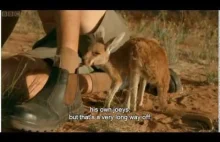 Kangaroo Dundee z miłosci do kangurów