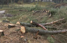 Koniec z samowolną wycinka drzew? Sejm zaostrzył przepisy