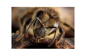 Różnice między pszczołą a osą