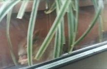 Wiewiórcza rodzina mieszkająca na parapecie okna u człowieka