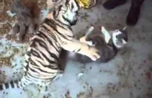 Dorosły kot kontra mały tygrysek