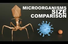 Porównanie wielkości mikroorganizmów